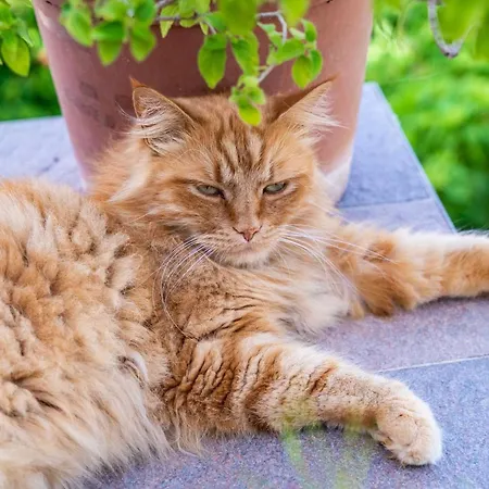 Green Garden - Studio With Terrace 2 Ντουμπρόβνικ