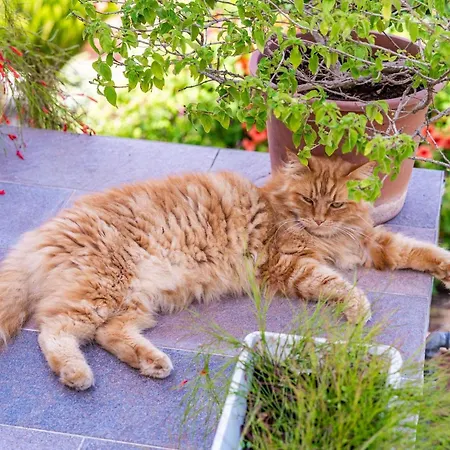 Διαμέρισμα Green Garden - Studio With Terrace 2 Ντουμπρόβνικ